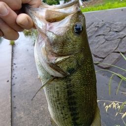 ラージマウスバス