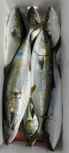 ワラサの釣果
