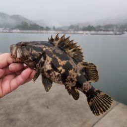 タケノコメバル