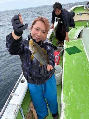 イサキの釣果