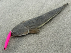 マゴチの釣果