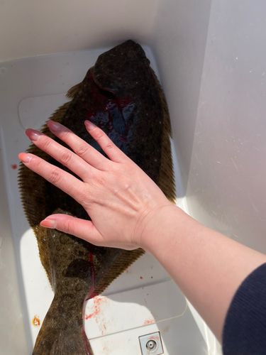 ヒラメの釣果