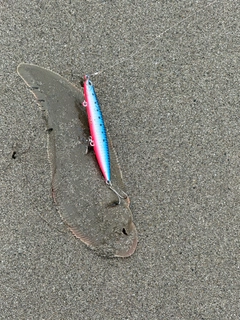 シタビラメの釣果