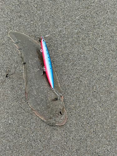 シタビラメの釣果