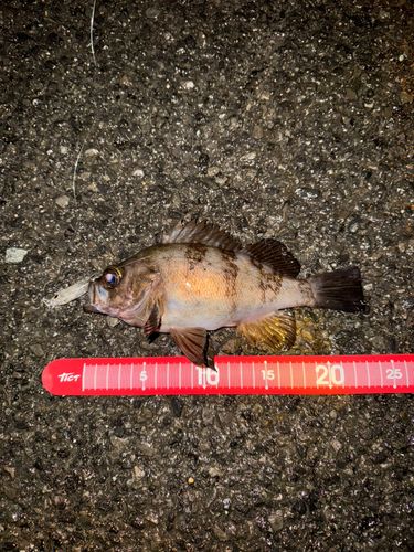メバルの釣果