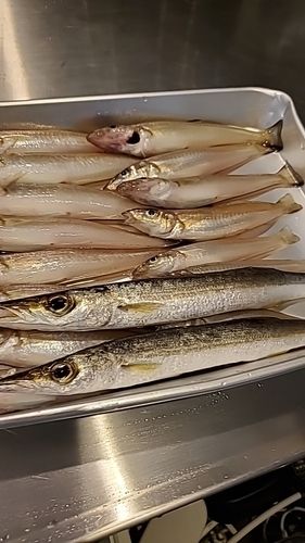 キスの釣果