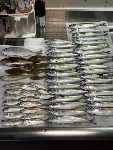 サバの釣果
