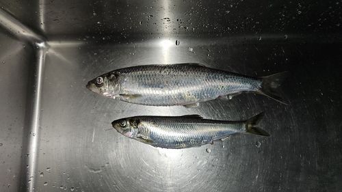 ニシンの釣果