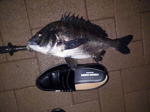 クロダイの釣果