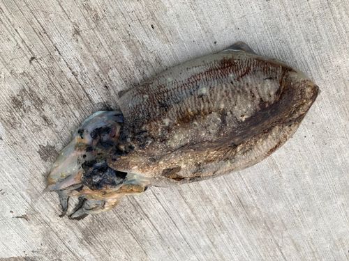 コウイカの釣果