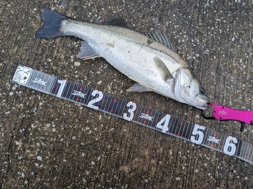シーバスの釣果