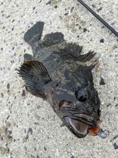 ムラソイの釣果