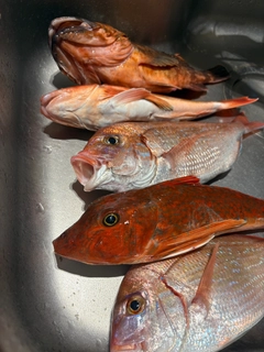 ハナダイの釣果