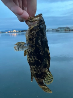 タケノコメバルの釣果