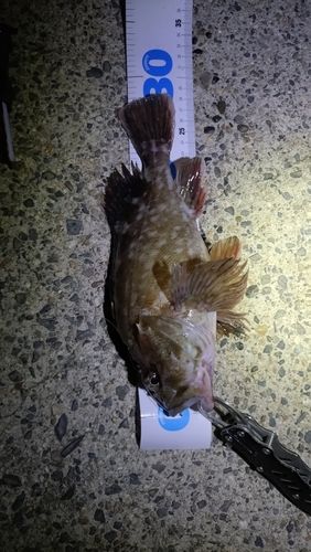 カサゴの釣果