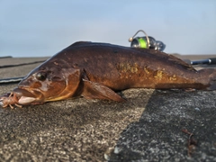アイナメの釣果
