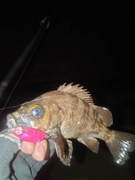 メバルの釣果
