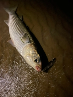 ボラの釣果
