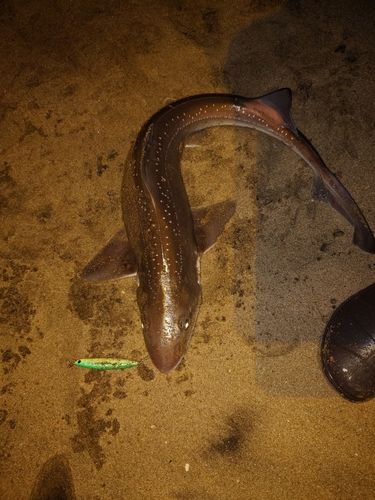 ホシザメの釣果