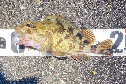 カサゴの釣果