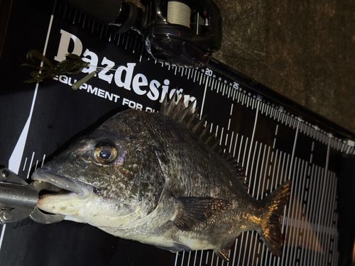 チヌの釣果
