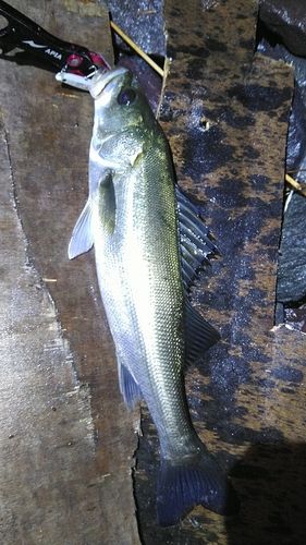 釣果