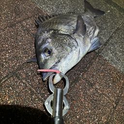 クロダイ