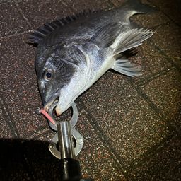 クロダイ