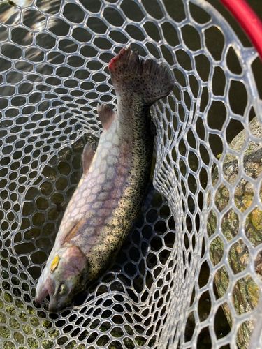 ニジマスの釣果