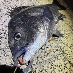 クロダイ