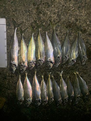 アジの釣果