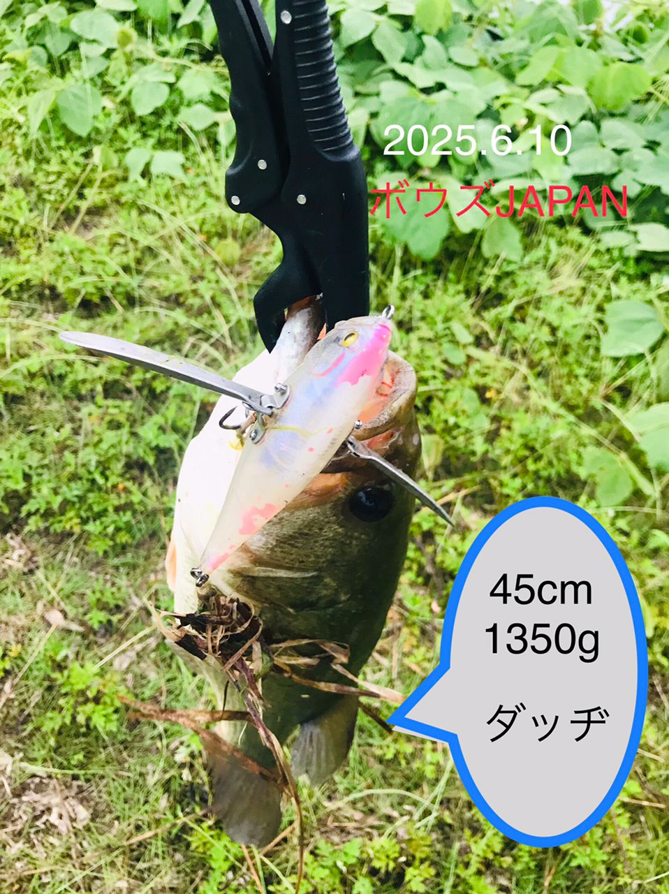 ボウズJAPAN さんの 2025年06月10日のブラックバスの釣り・釣果情報