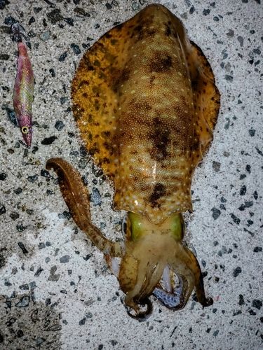 アオリイカの釣果