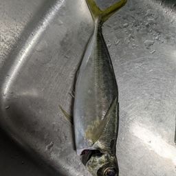 アジ
