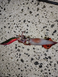 ケンサキイカの釣果