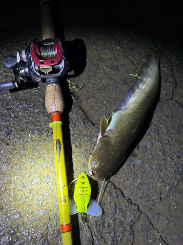 ナマズの釣果