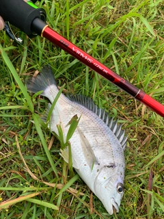 キビレの釣果