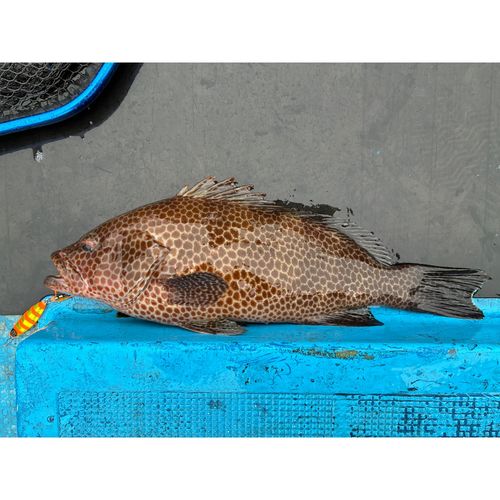 オオモンハタの釣果