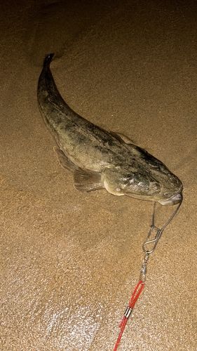 マゴチの釣果