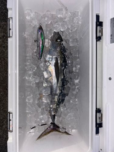 キメジの釣果
