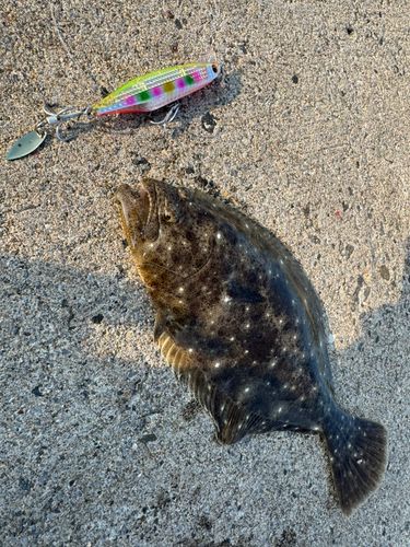 ヒラメの釣果