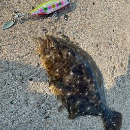 ヒラメ