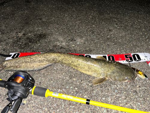 ニホンナマズの釣果