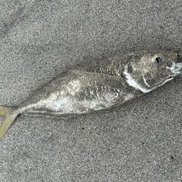 アジ