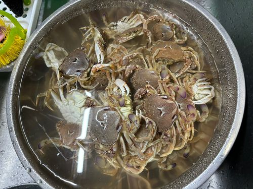 ヒラツメガニの釣果