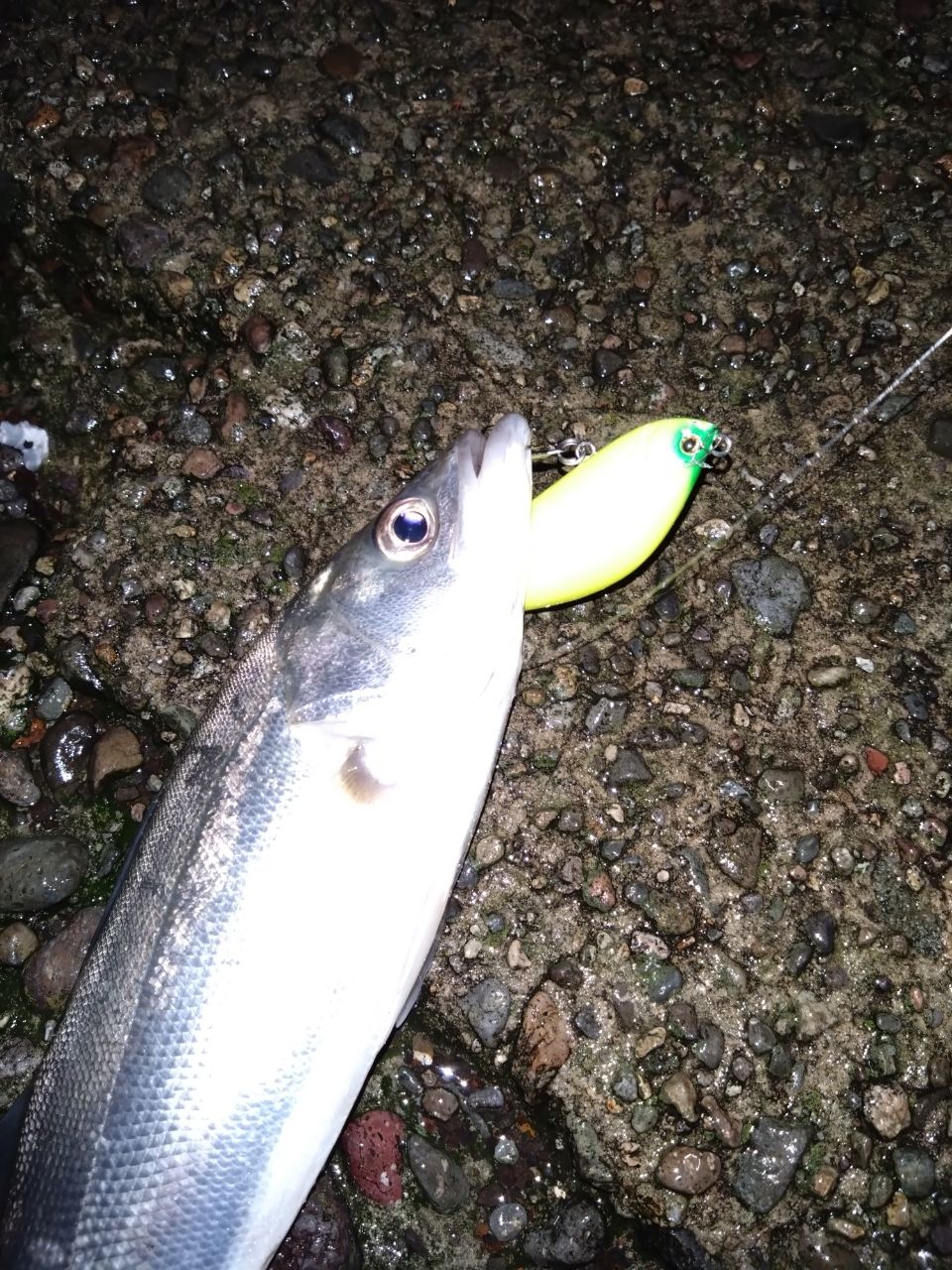 セイゴ（マルスズキ）