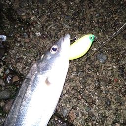 セイゴ（マルスズキ）