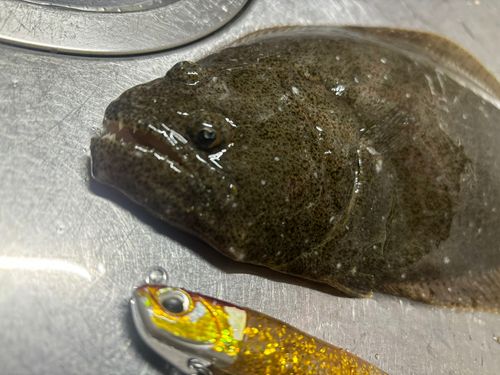 ヒラメの釣果