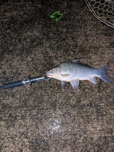 ヘラブナの釣果