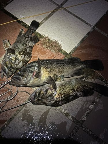 クロソイの釣果